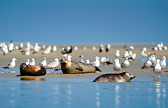 Dcouvrez les phoques en Baie de Somme